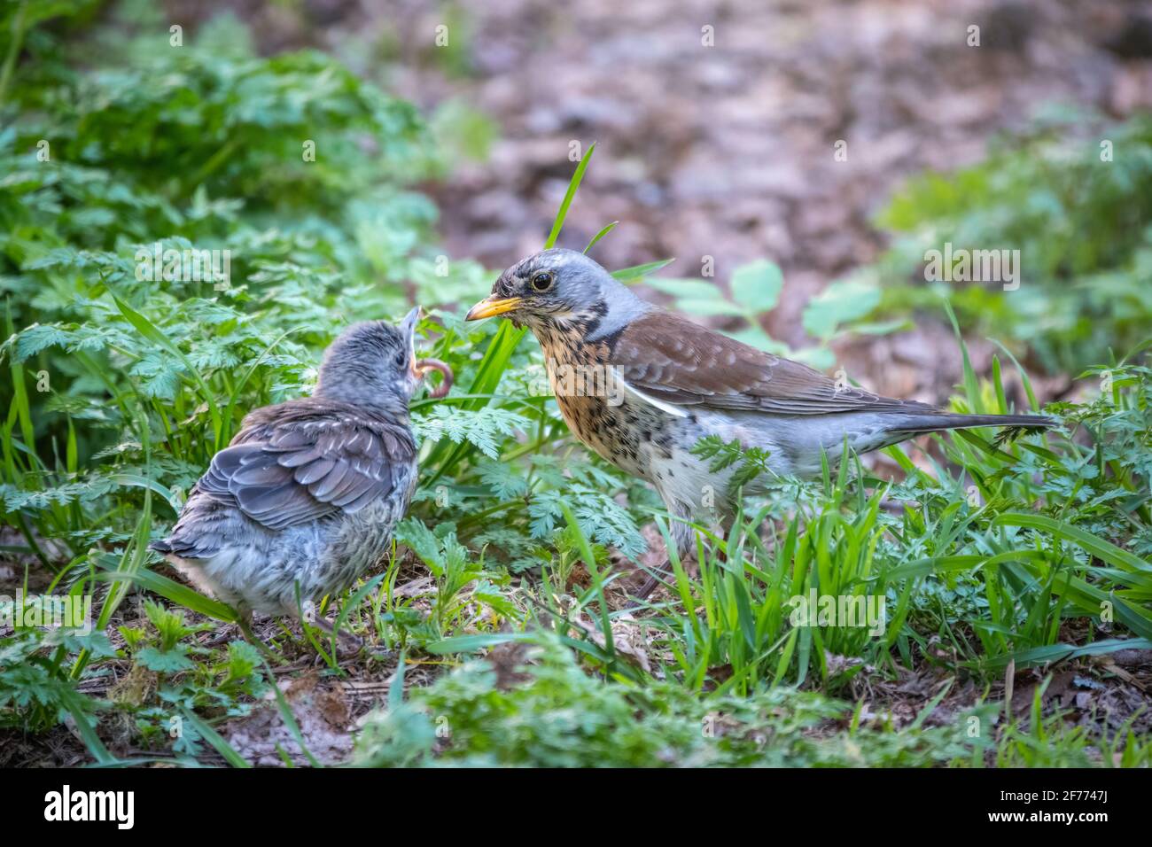 Turdus pylaris, alimenta a la pollera con lombrices en el suelo. Un  polluelo adulto dejó el nido pero sus padres siguen cuidando Fotografía de  stock - Alamy