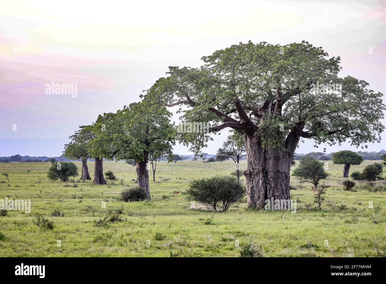 Tanzania, WMA (área de gestión de la fauna silvestre) de Randilen, distrito de Monduli, región de Arusha, alineación de baobabs (Adansonia digitata), en la sabana Foto de stock