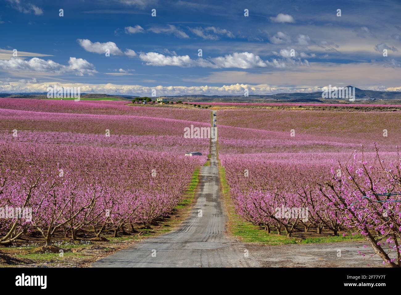 Camino fotogénico entre campos de árboles frutales en flor (melocotones)  cerca de Aitona (Lleida) en primavera. Esto es parte de la ruta de las  flores de la película de Segundo Origen Fotografía