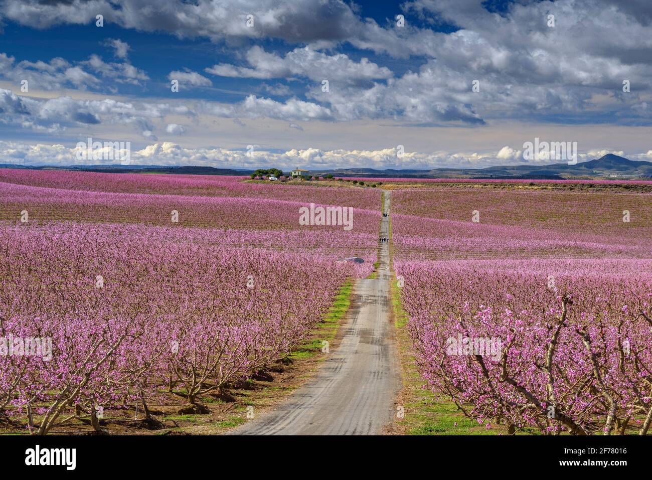 Camino fotogénico entre campos de árboles frutales en flor (melocotones)  cerca de Aitona (Lleida) en primavera. Esto es parte de la ruta de las  flores de la película de Segundo Origen Fotografía