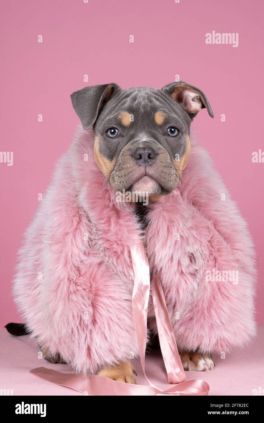 Un retrato de un viejo cachorro inglés lindo un abrigo de piel sobre un  fondo rosa Fotografía de stock - Alamy