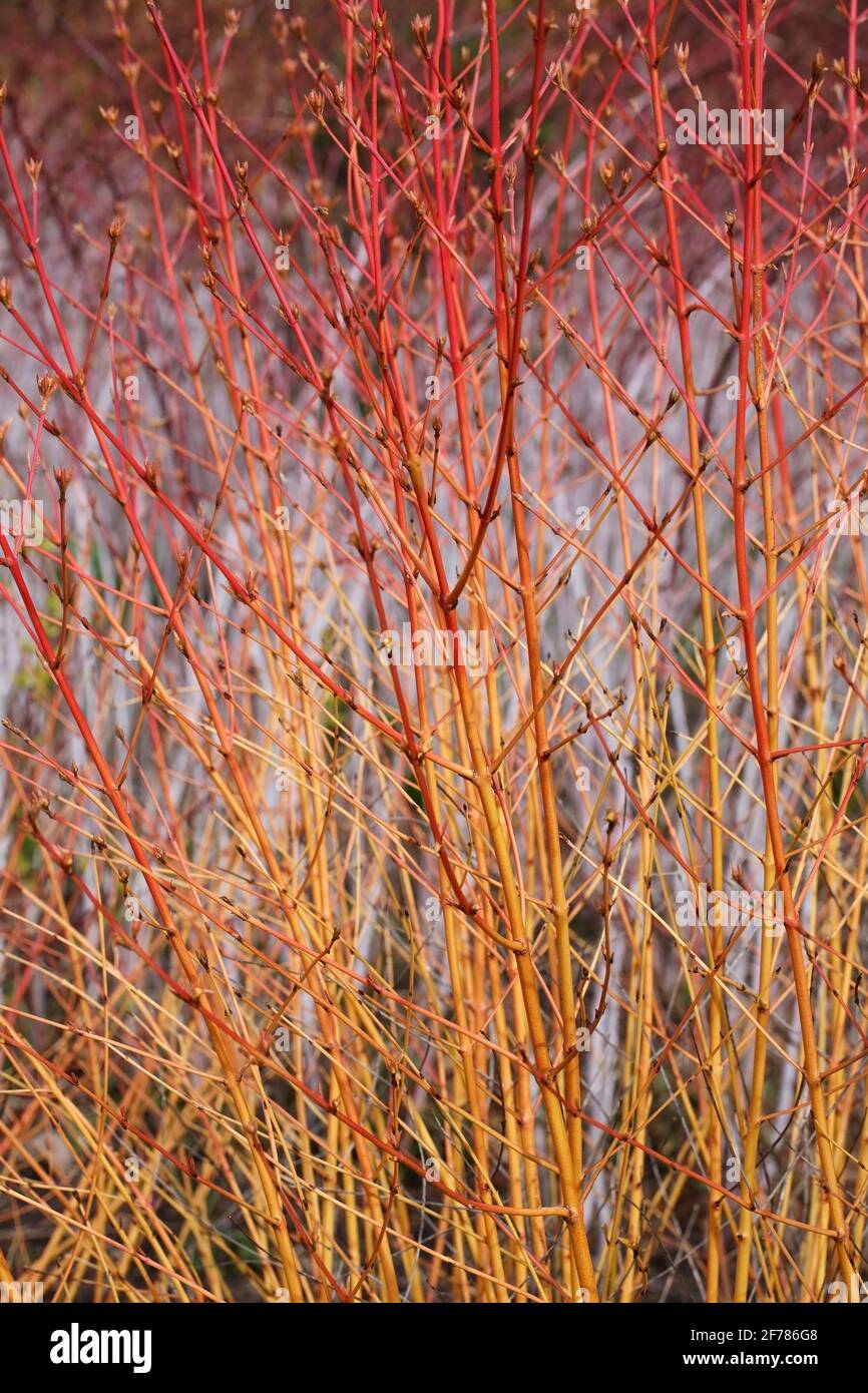 Tallos de invierno Cornus sanguinea 'Midwinter fuego'. Foto de stock