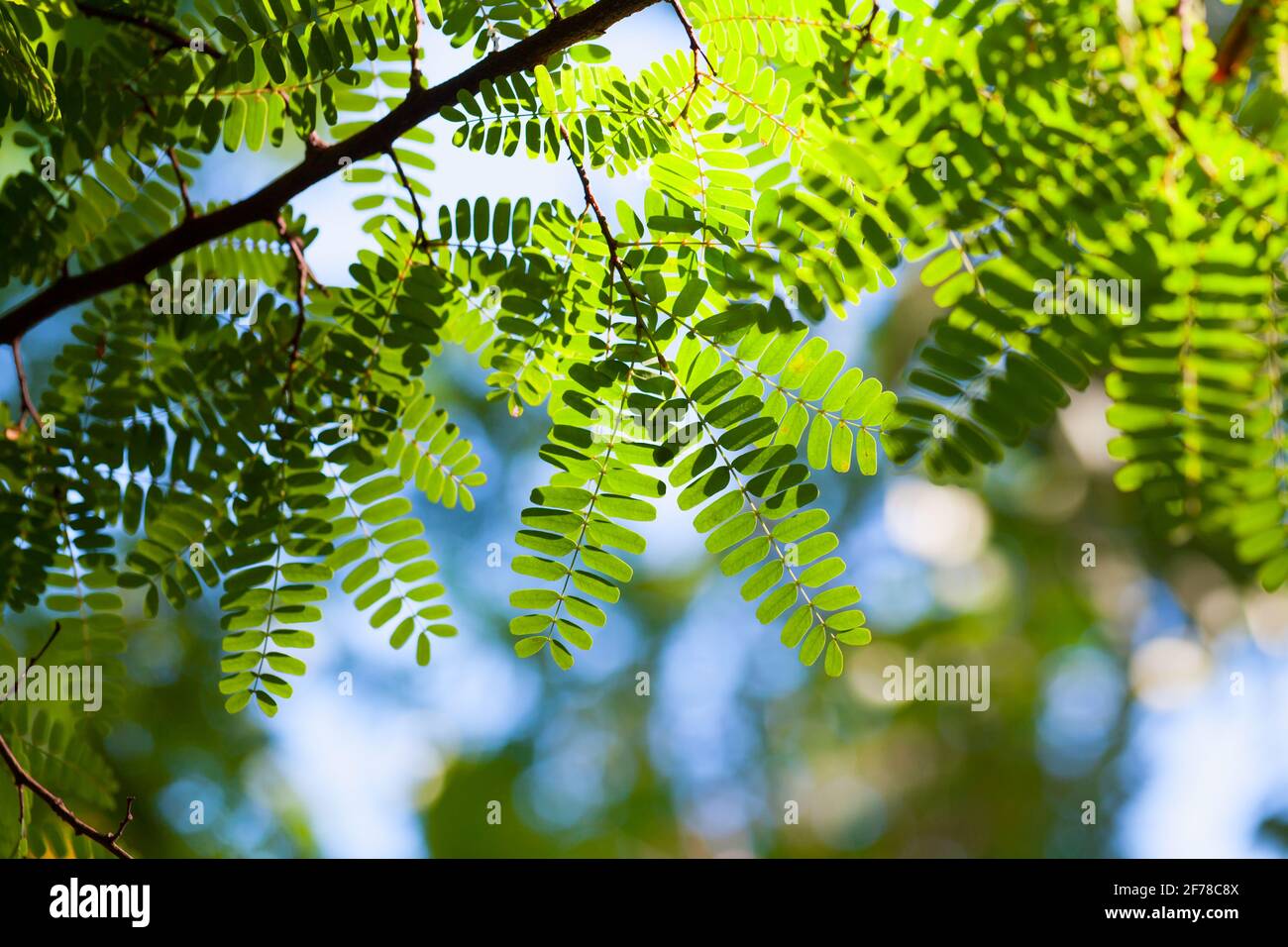 Foto de fondo natural con hojas verdes frescas al sol Foto de stock
