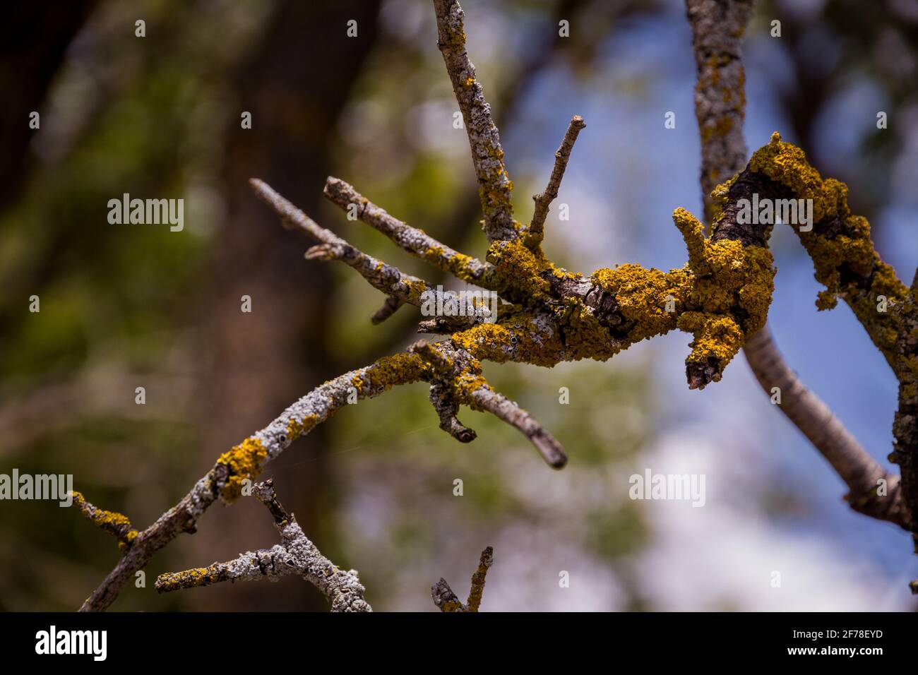 Primer plano de una ramita de árbol gris cubierta de musgo amarillo en un día soleado Foto de stock