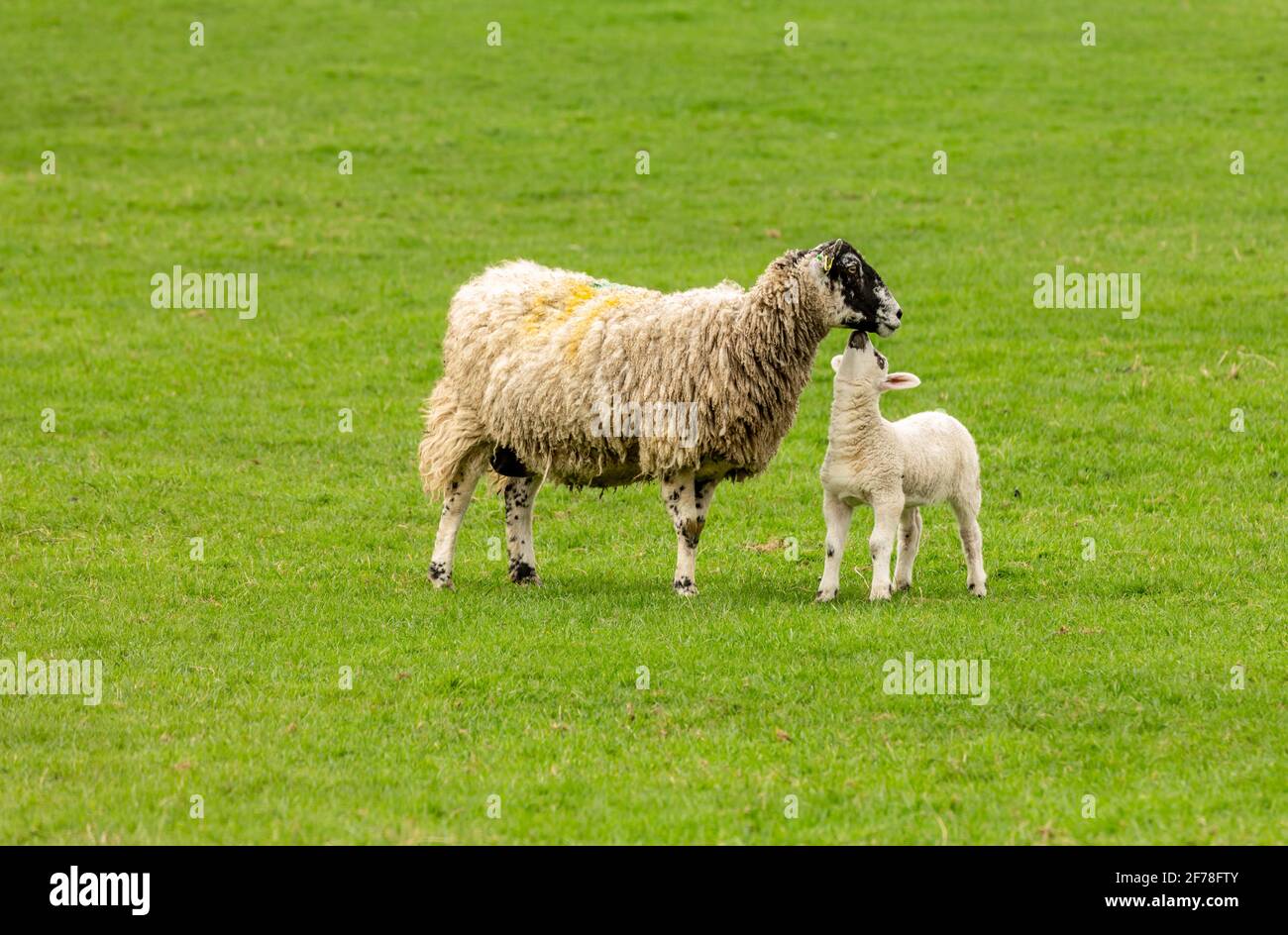 Tiempo de lambing en los Yorkshire Dales. REINO UNIDO. Lindo cordero alcanza para besar a su madre, una oveja Swaledale mula. Mirando a la derecha. Fondo limpio. Hor Foto de stock