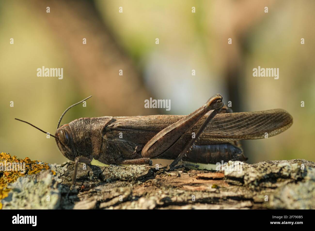 Insecto de Langosta aislado que vive en el hábitat del tronco del árbol, animales salvajes macro