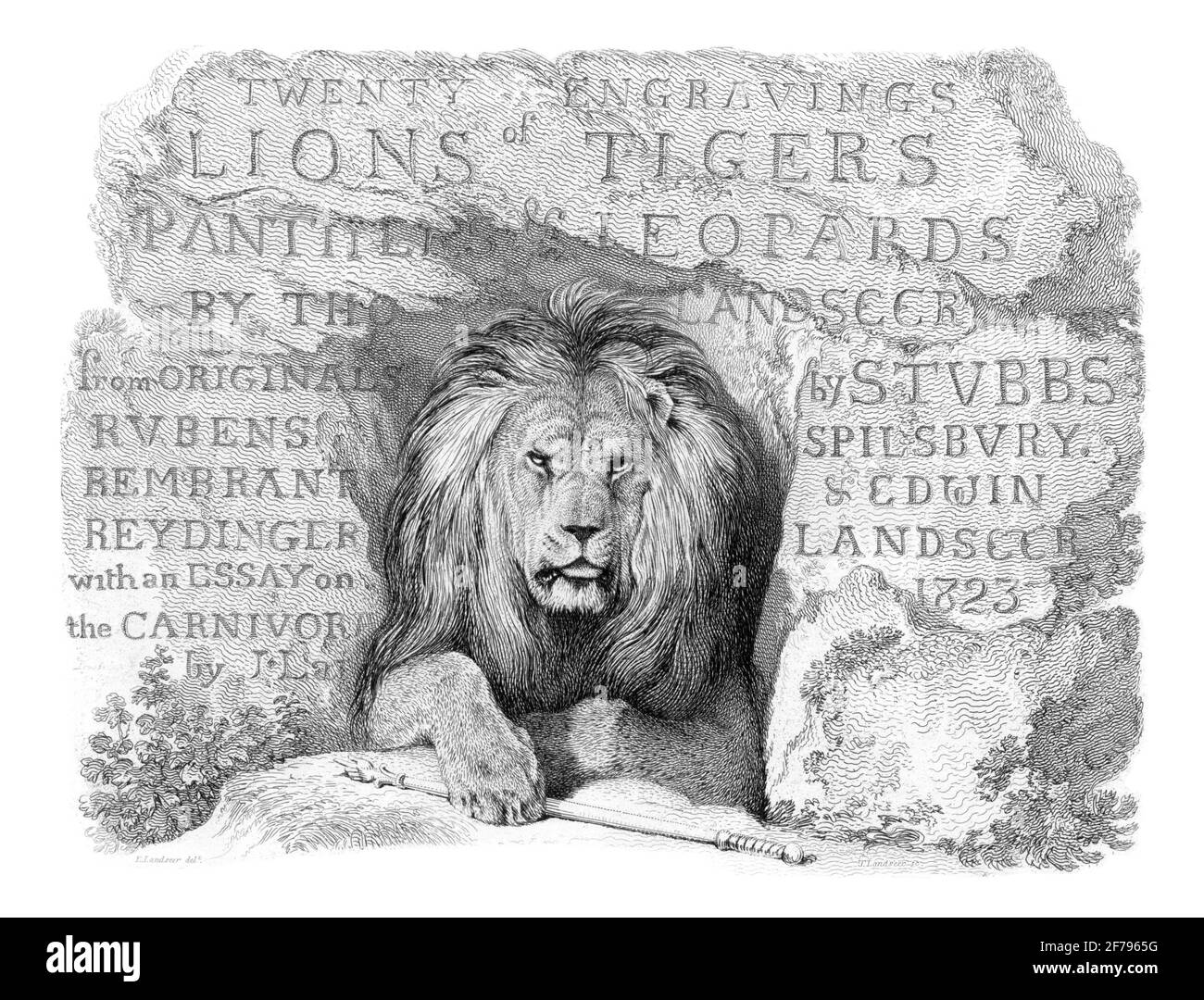 Ilustración grabada de león africano masculino Foto de stock