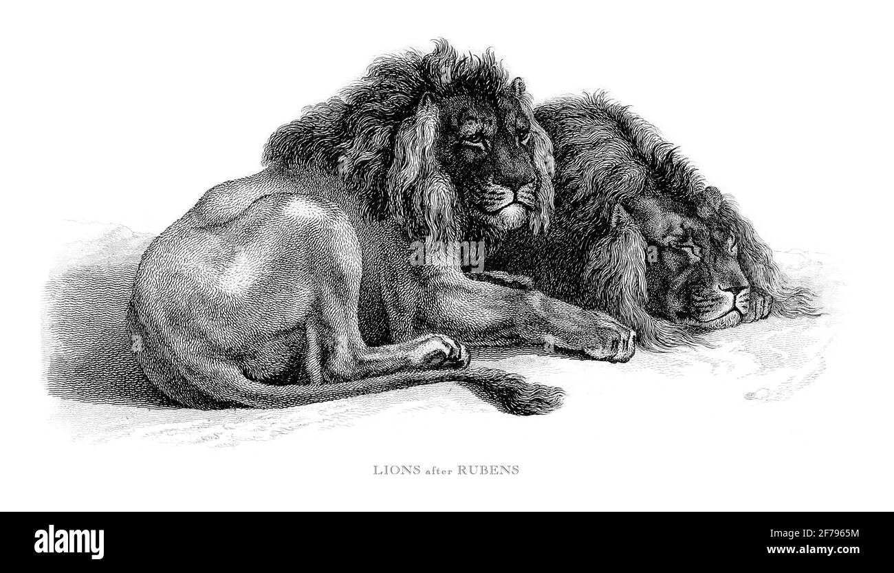 Ilustración grabada de leones africanos masculinos Foto de stock