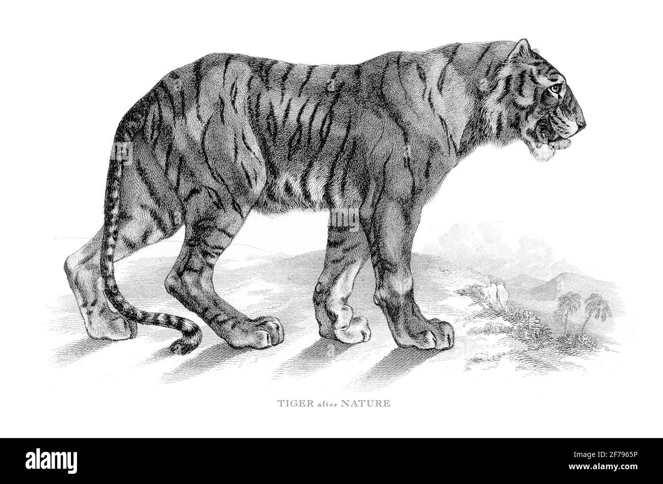 Retrato de un tigre en la naturaleza ilustración grabada Foto de stock