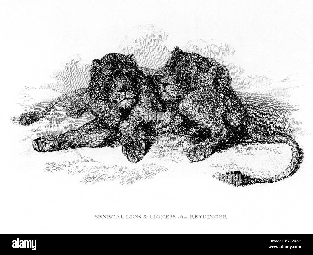 Ilustración grabada de león y leona senegalesa Foto de stock