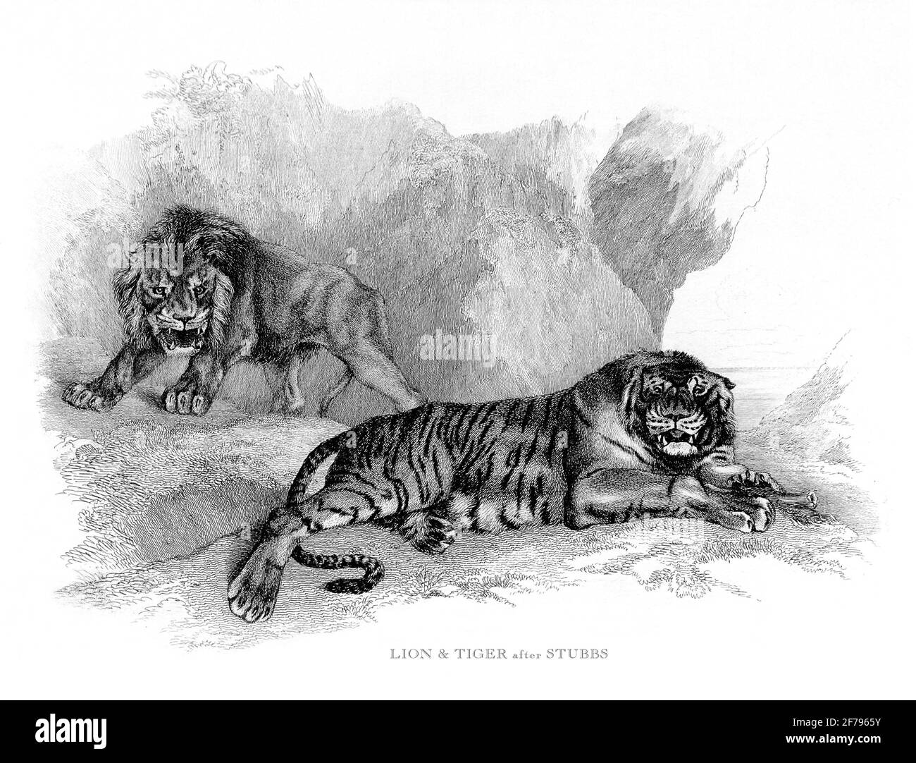 El león africano masculino muestra dominio sobre un tigre grabado Ilustración Foto de stock