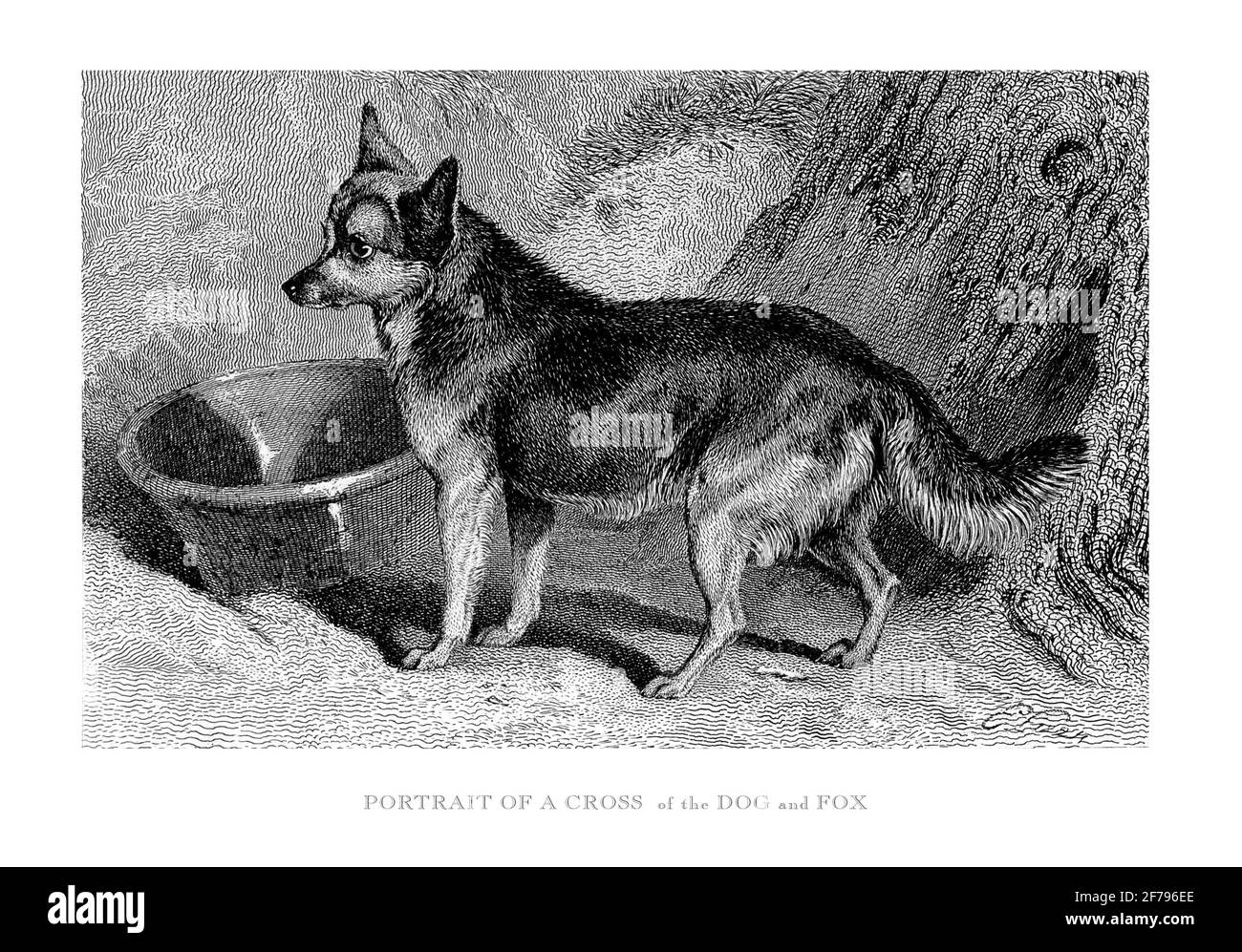 Retrato de una cruz del perro y el zorro grabados Ilustración Foto de stock