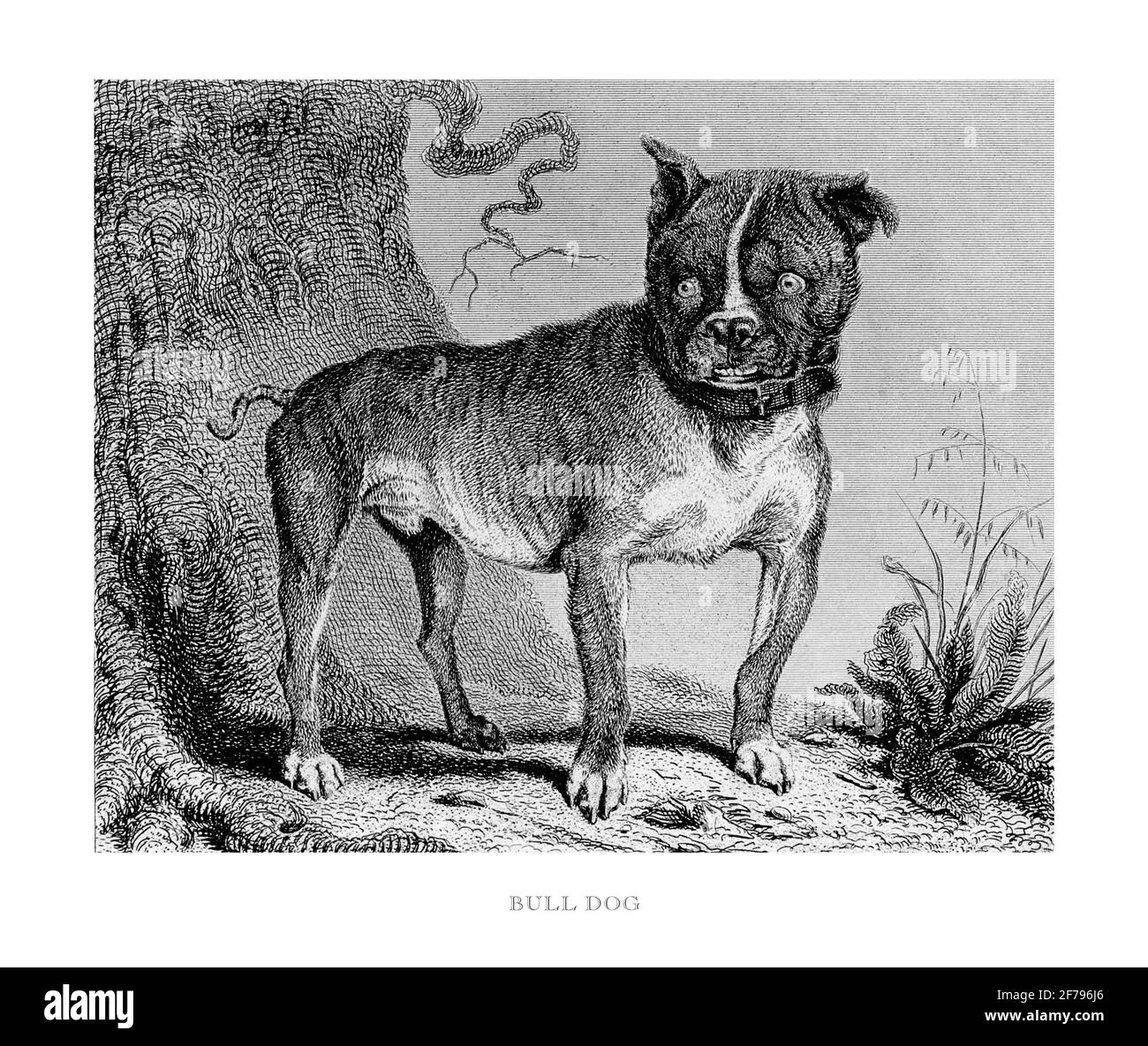 Retrato de un toro Dog grabado Ilustración Foto de stock