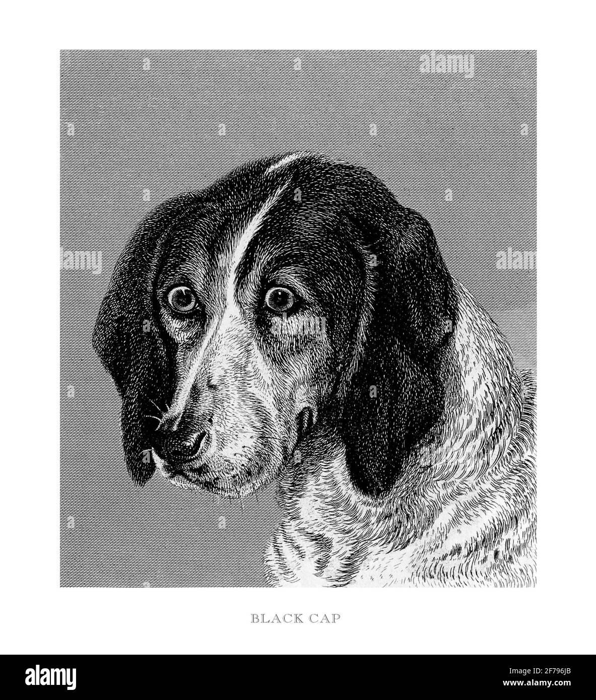 Retrato de un Black Cap Fox Hound grabado Ilustración Foto de stock