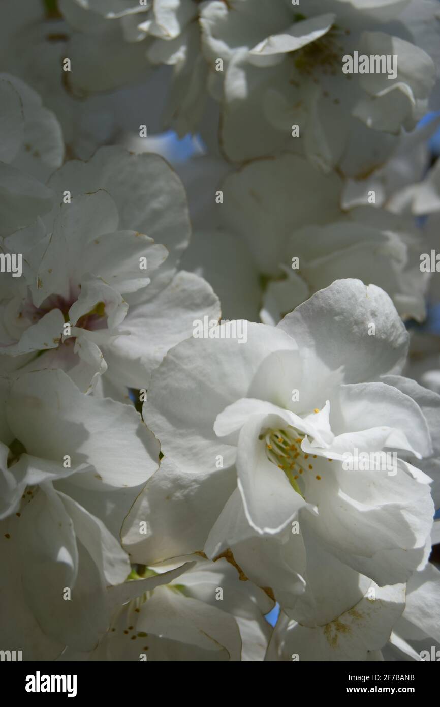Flor blanca de cerca Foto de stock
