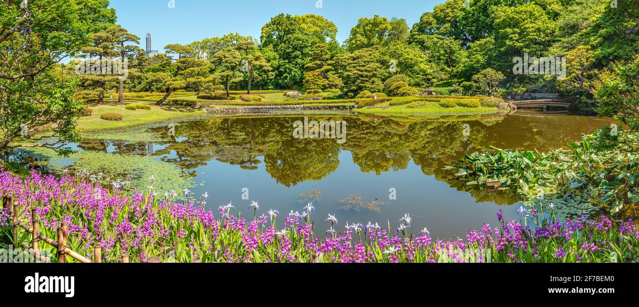Flor imperial de japón fotografías e imágenes de alta resolución - Alamy