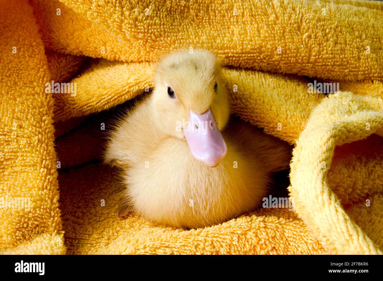 Pato doméstico (Anas platyrhynchos f. domestica), toallas de pato amonst  Fotografía de stock - Alamy