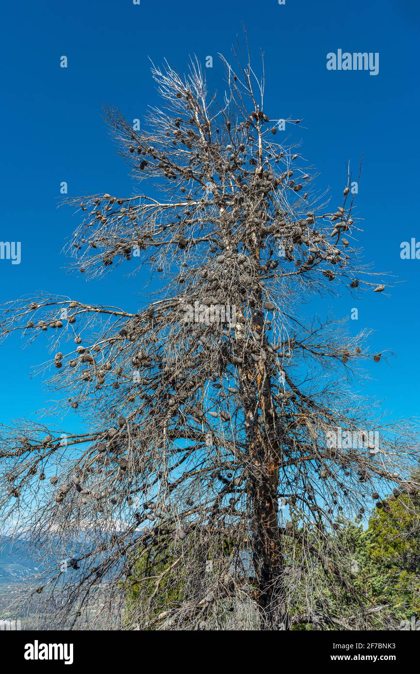Pino negro seco, pero con conos de pino todavía conectados a las ramas. Abruzos, Italia, Europa Foto de stock