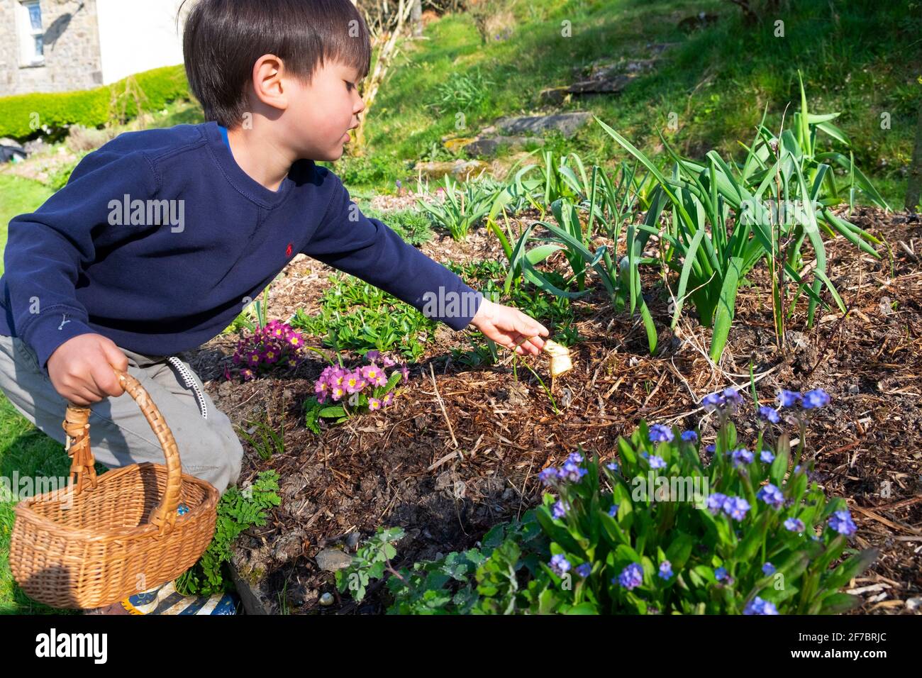 Niño niño de 4 años sosteniendo cesta alcanzando para conejo de chocolate En el jardín de flores en la caza de huevos de Pascua Carmarthenshire Gales Reino Unido Gran Bretaña KATHY DEWITT Foto de stock