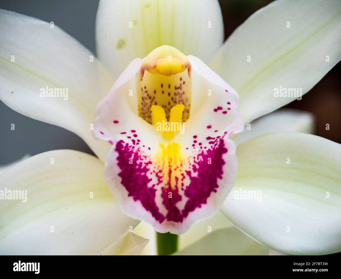 Orquídea perfumada de noche fotografías e imágenes de alta resolución -  Alamy