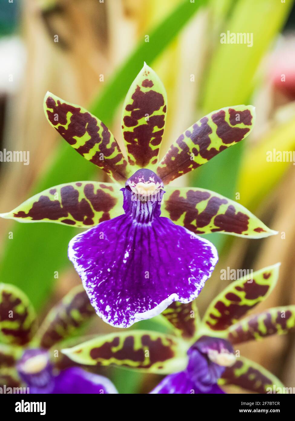 Orquídea perfumada de noche fotografías e imágenes de alta resolución -  Alamy