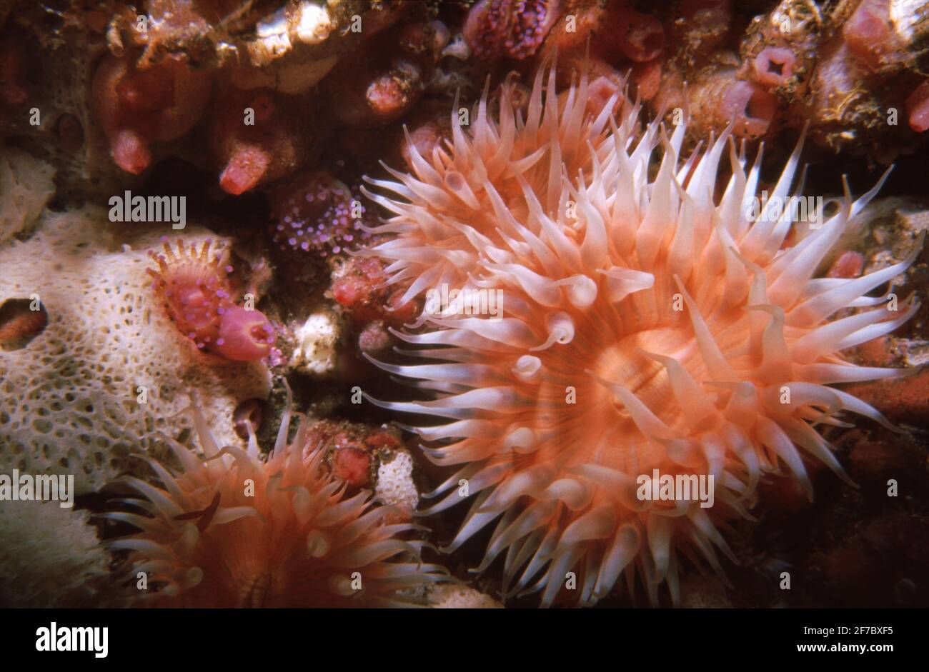 Una anémona de mar Sagartia elegans con otros animales, Reino Unido. Foto de stock