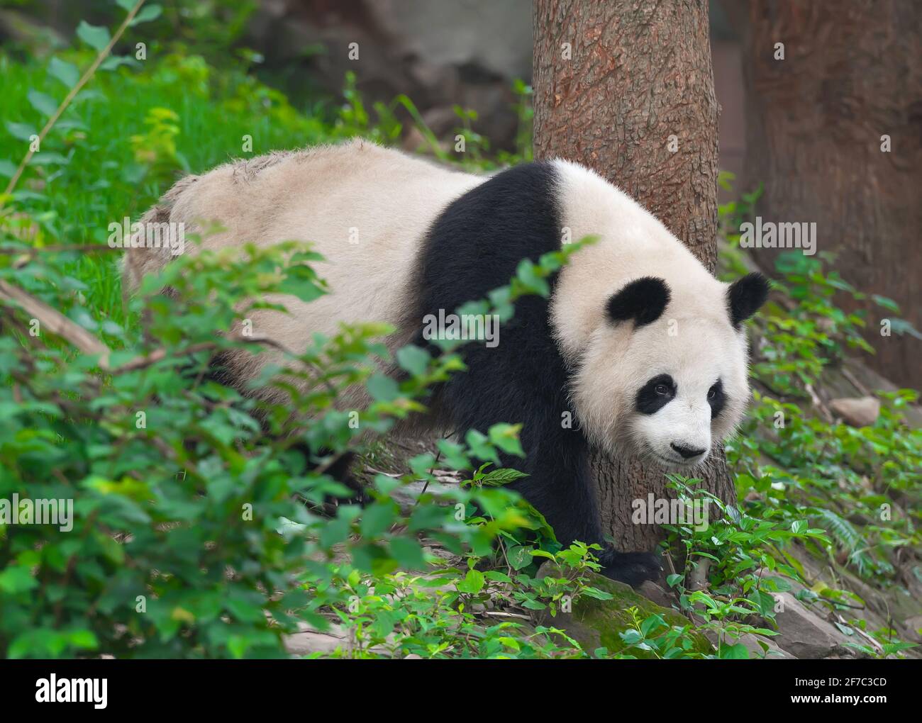 Oso panda adulto caminando Fotografía de stock - Alamy