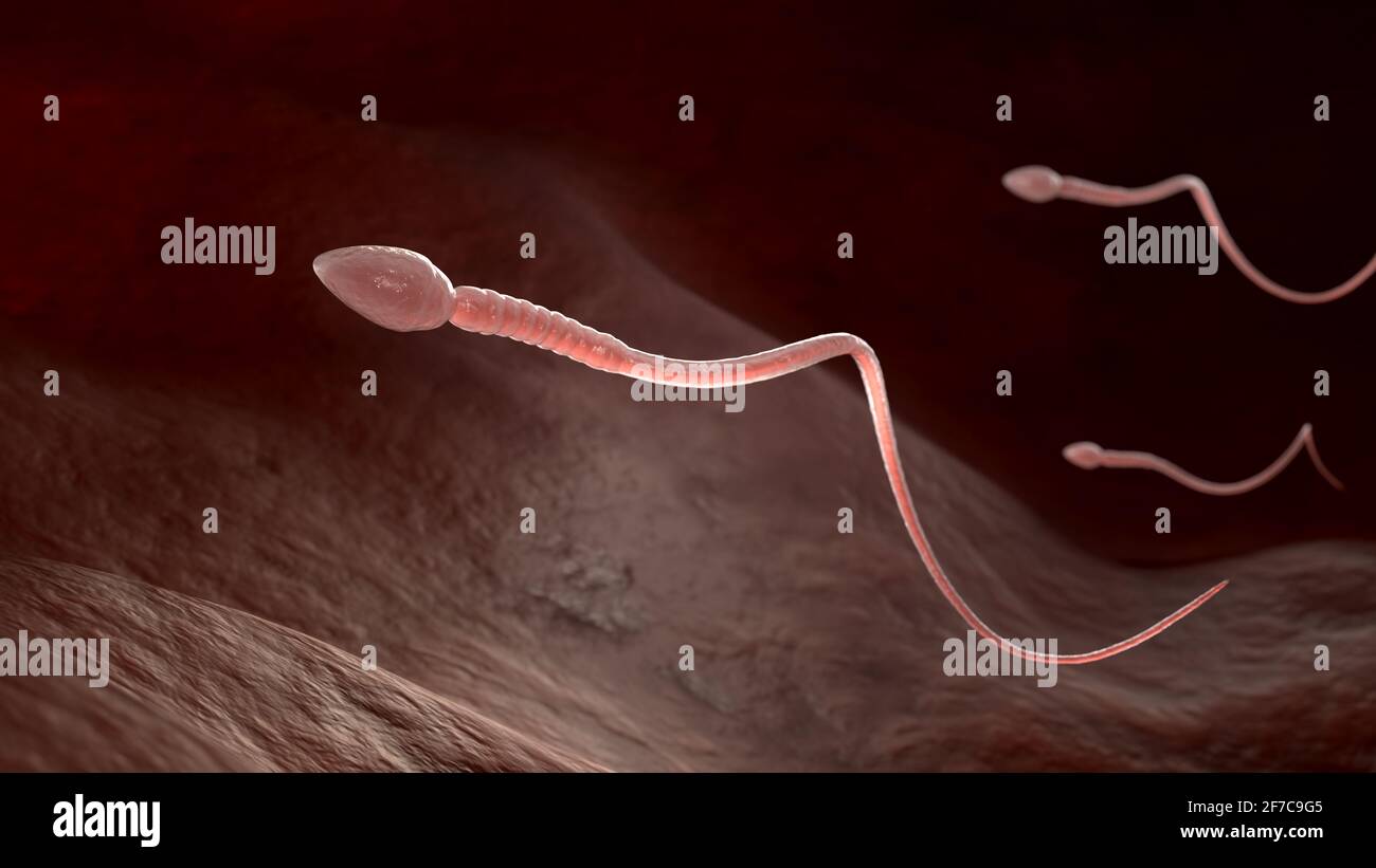 Células espermáticas masculinas que flotan al óvulo en la trompa de Falopio. 3D ilustración Foto de stock