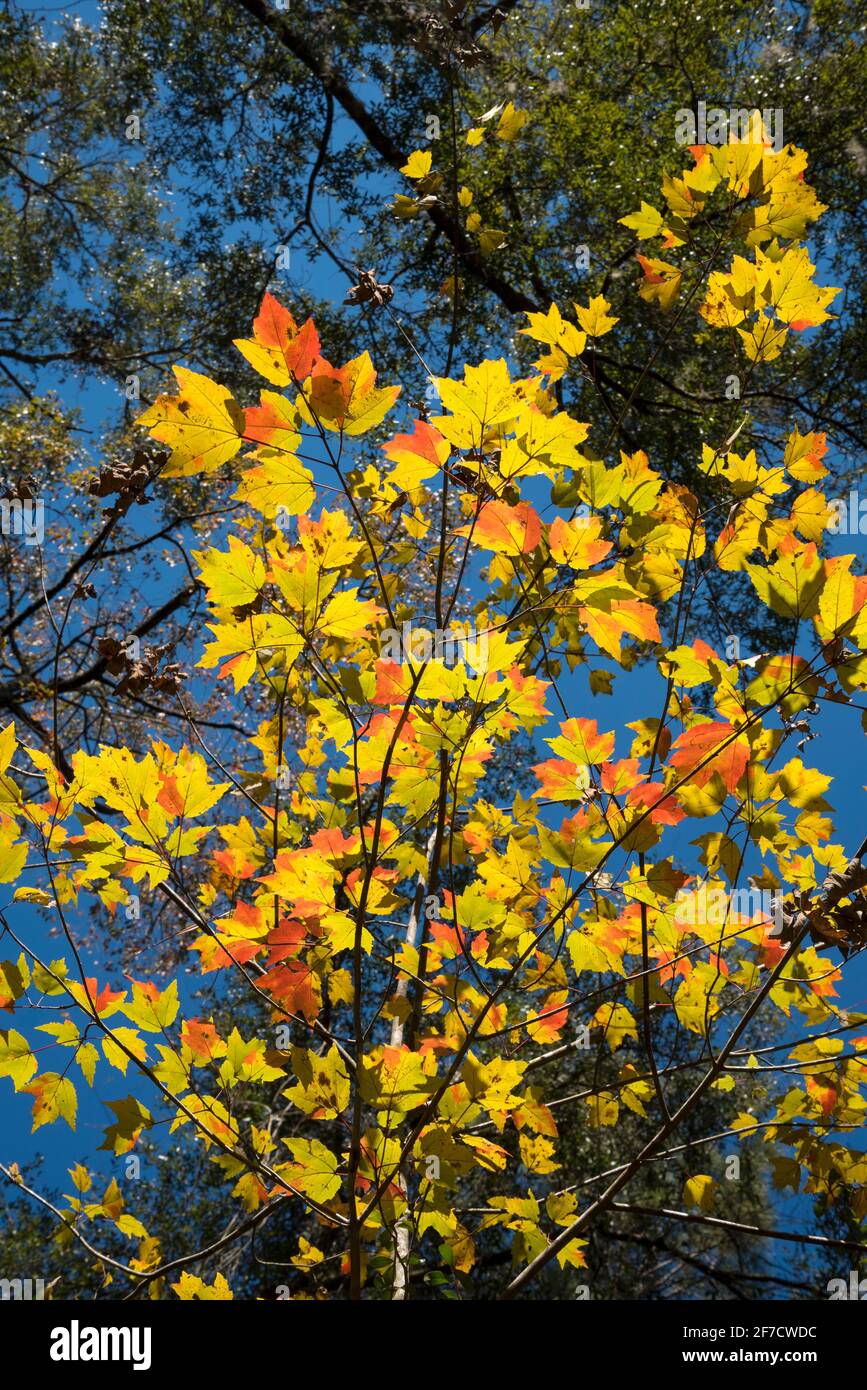 Árbol de arce de Florida, Acer floridanum, en todos sus gloriosos colores de otoño. Foto de stock