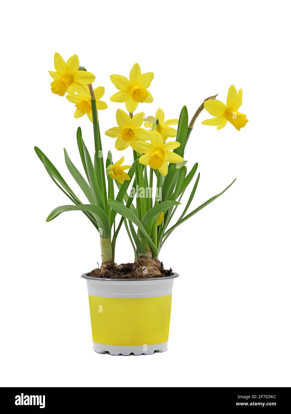 Bulbo de flor de primavera, Narcissus cycamineus en maceta amarilla aislada sobre fondo blanco Foto de stock