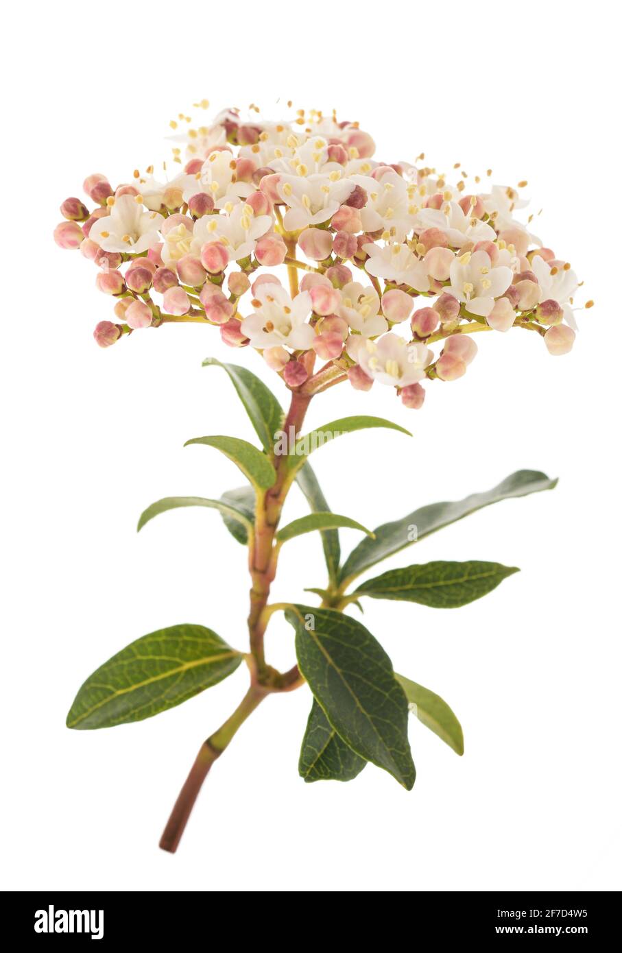 Flores Laurestinas (Viburnum tinus) aisladas sobre fondo blanco Foto de stock