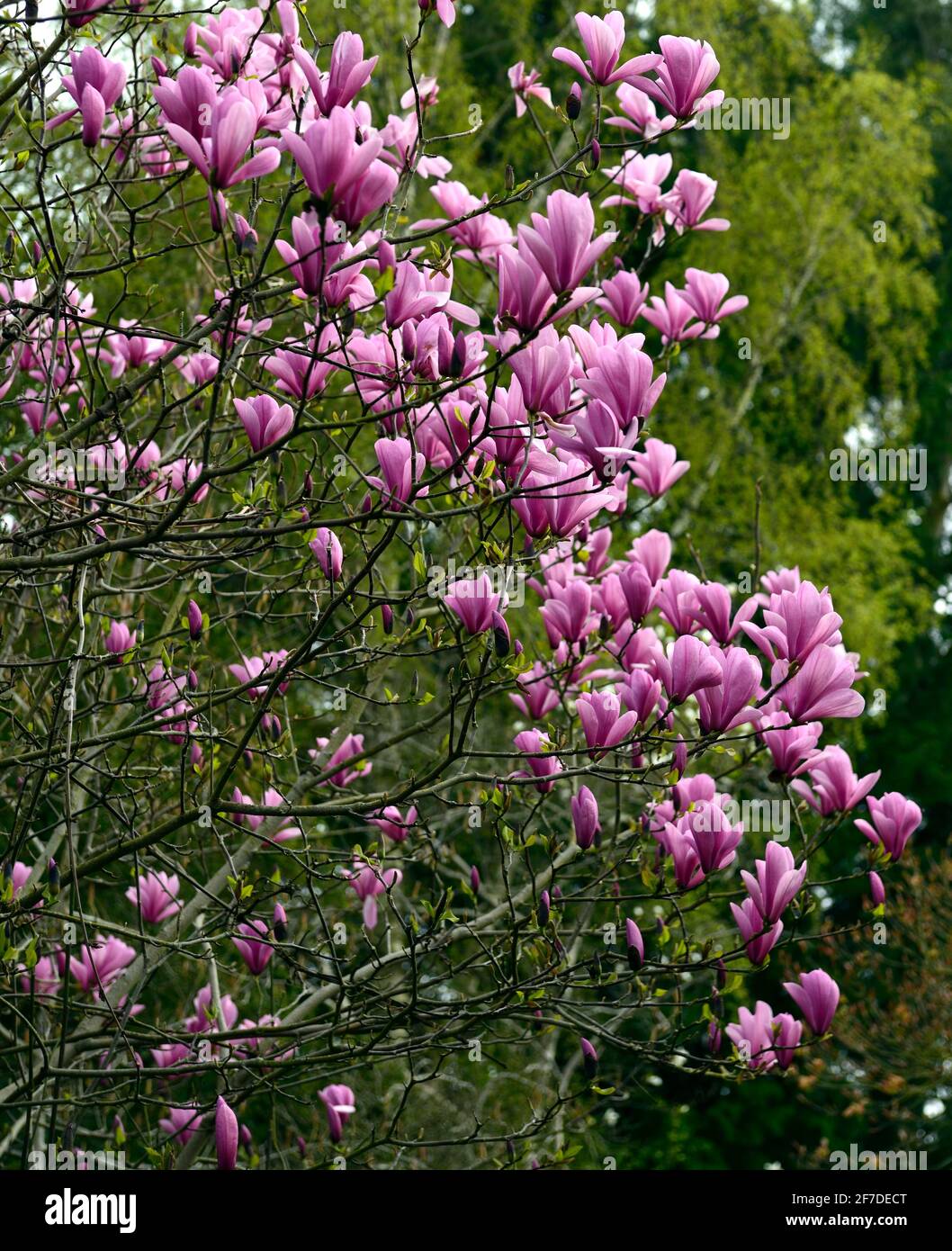 magnolia,flores,flores,flores,Magnolias,flores color púrpura,aroma,perfumado,árboles,primavera  en el jardín,RM Floral Fotografía de stock - Alamy