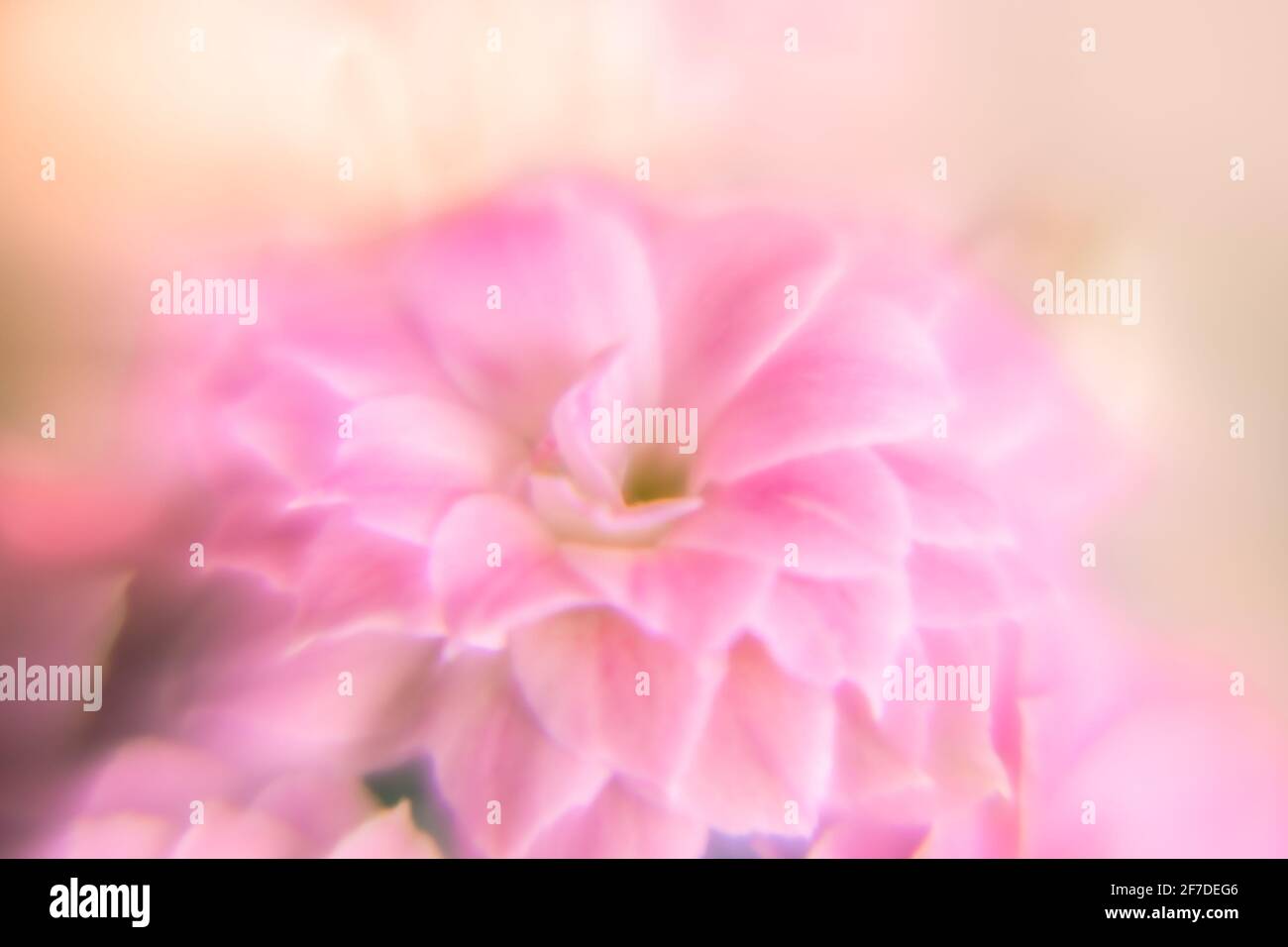 Rosa Kalanchoe Blossfeld flor primer plano con enfoque suave Foto de stock