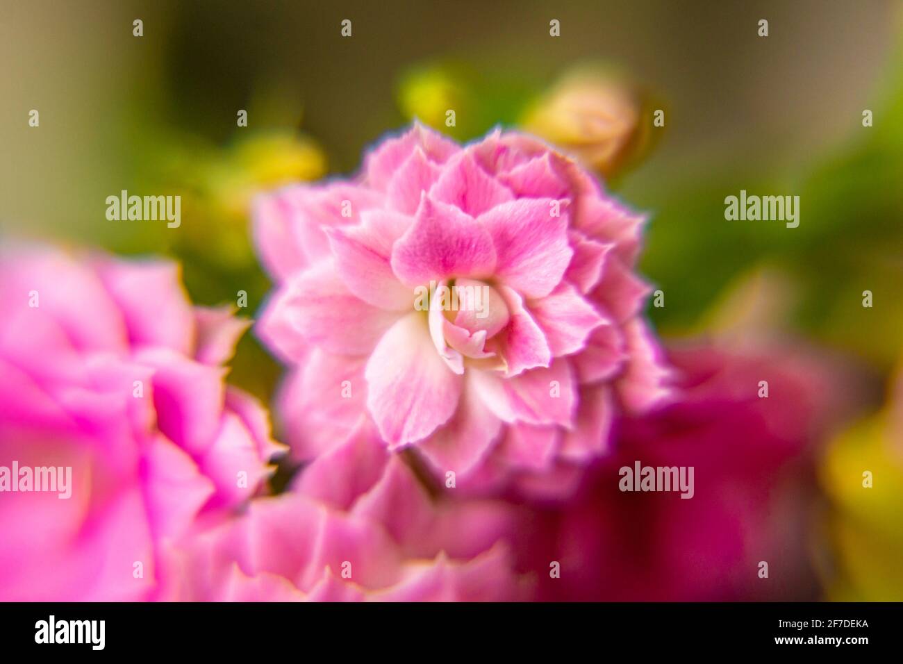 Flor de planta de casa Kalanchoe Blossfeld rosa primer plano con enfoque suave Foto de stock