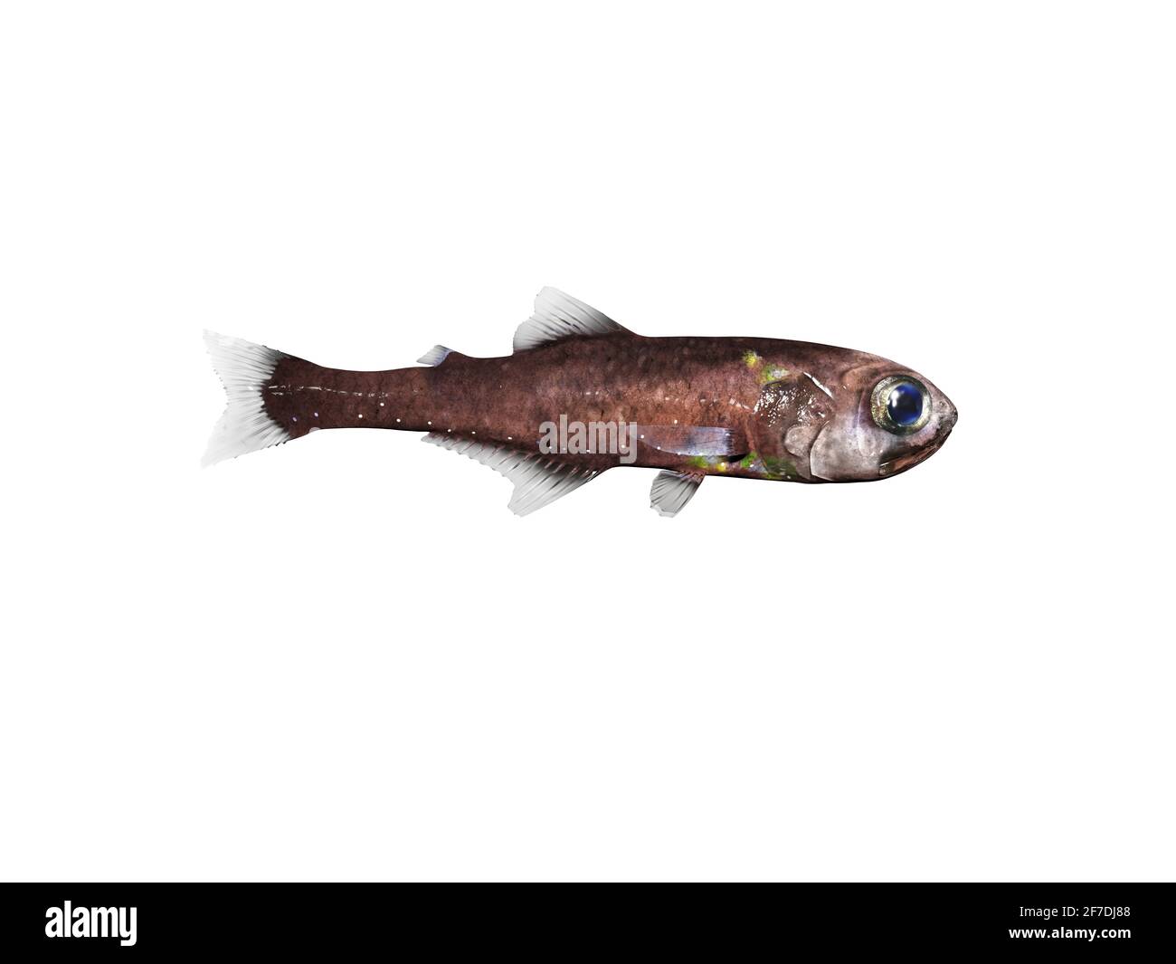 Un pez linterna de mar profundo sobre fondo blanco Foto de stock