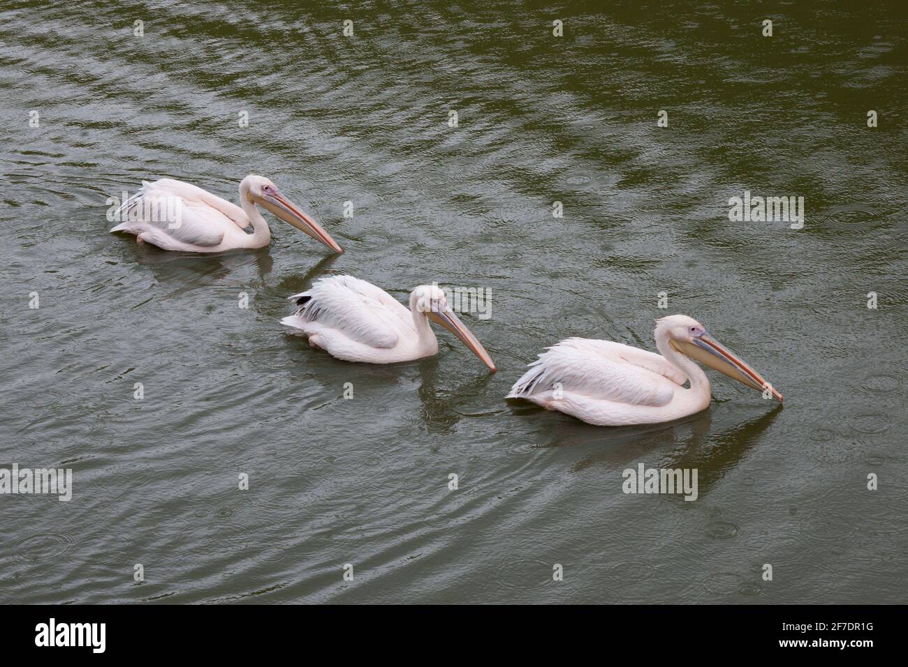 Tres grandes pelícanos blancos están flotando en el agua verde la lluvia que gotea Foto de stock