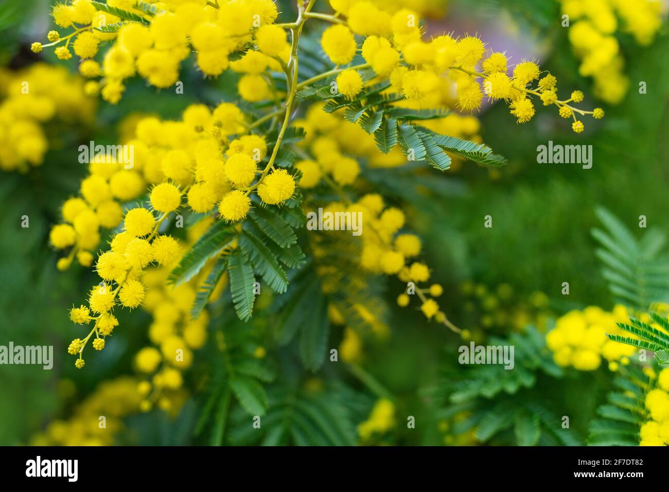 Árbol Mimosa con racimos de flores suaves y esponjosas. Fondo del árbol  mimosa amarillo. Concepto de vacaciones y decoración de flores mimosas  Fotografía de stock - Alamy