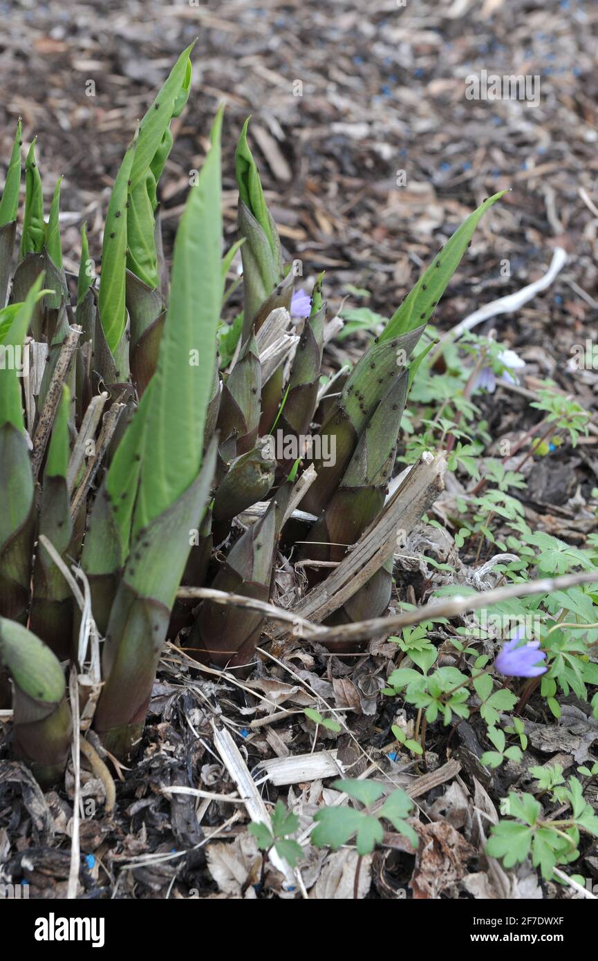 Áfidos negros en Hosta hojas en un jardín en mayo Foto de stock