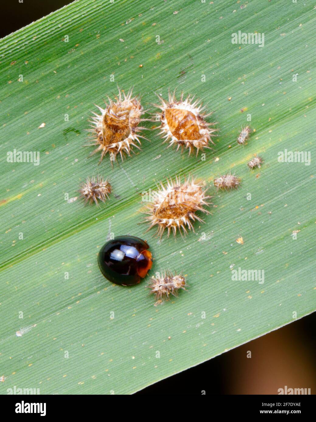 Escarabajo negro de mariquita, Chilocorus nigrita, cacae o cacae casings en hojas de bambú. Foto de stock
