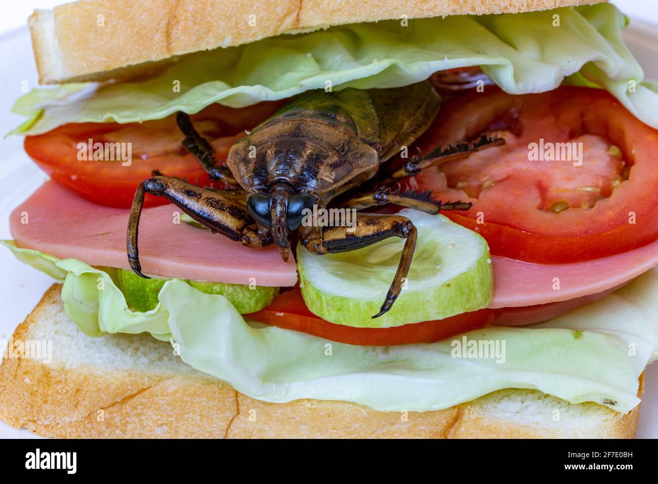 Cerrar sandwich con cucaracha fritos, verduras frescas y salami. Pan tostado con insectos comestibles. Foto de stock