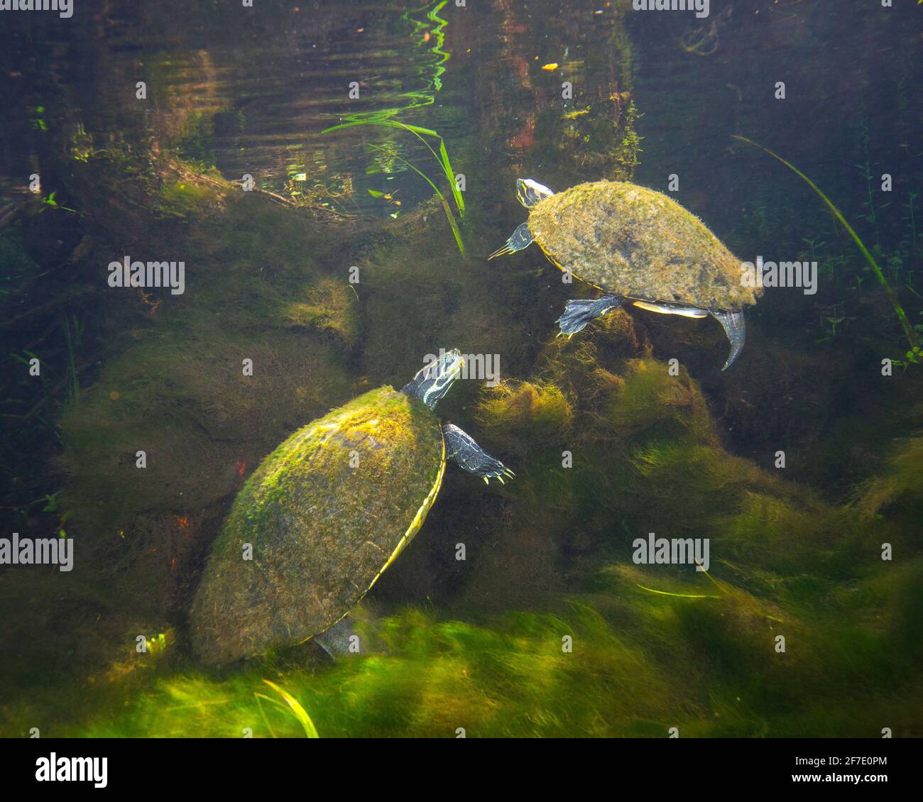 Suwannee cooter, Pseudemys concinna suwanniensis, forrajeando en una primavera clara. Foto de stock