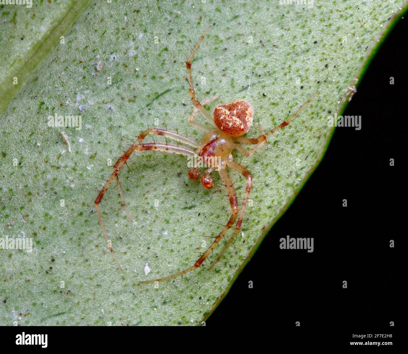 Una araña imitadora, Mimetidae, escondida bajo una hoja vegetal. Foto de stock