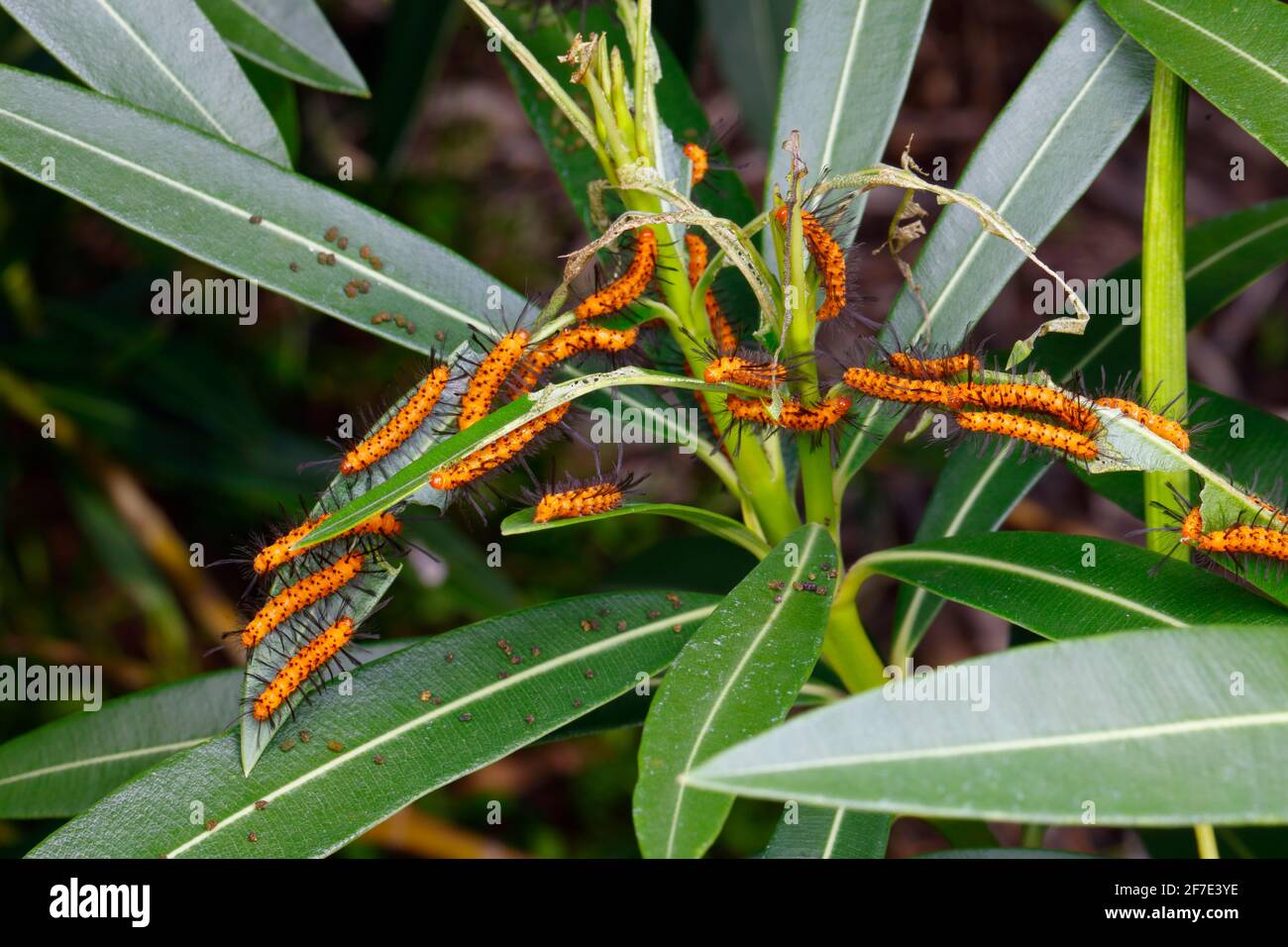 Polka Dot Wasp Moth, Oleander Moth, Syntomeida epilais, infestación de orugas en el árbol altamente tóxico Oleander. Foto de stock