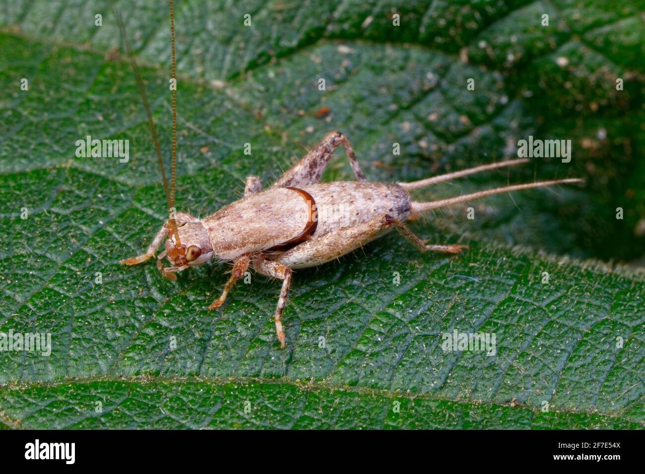 Una especie de cricket de Bush que se arrastra sobre una hoja en el norte de Florida. Foto de stock