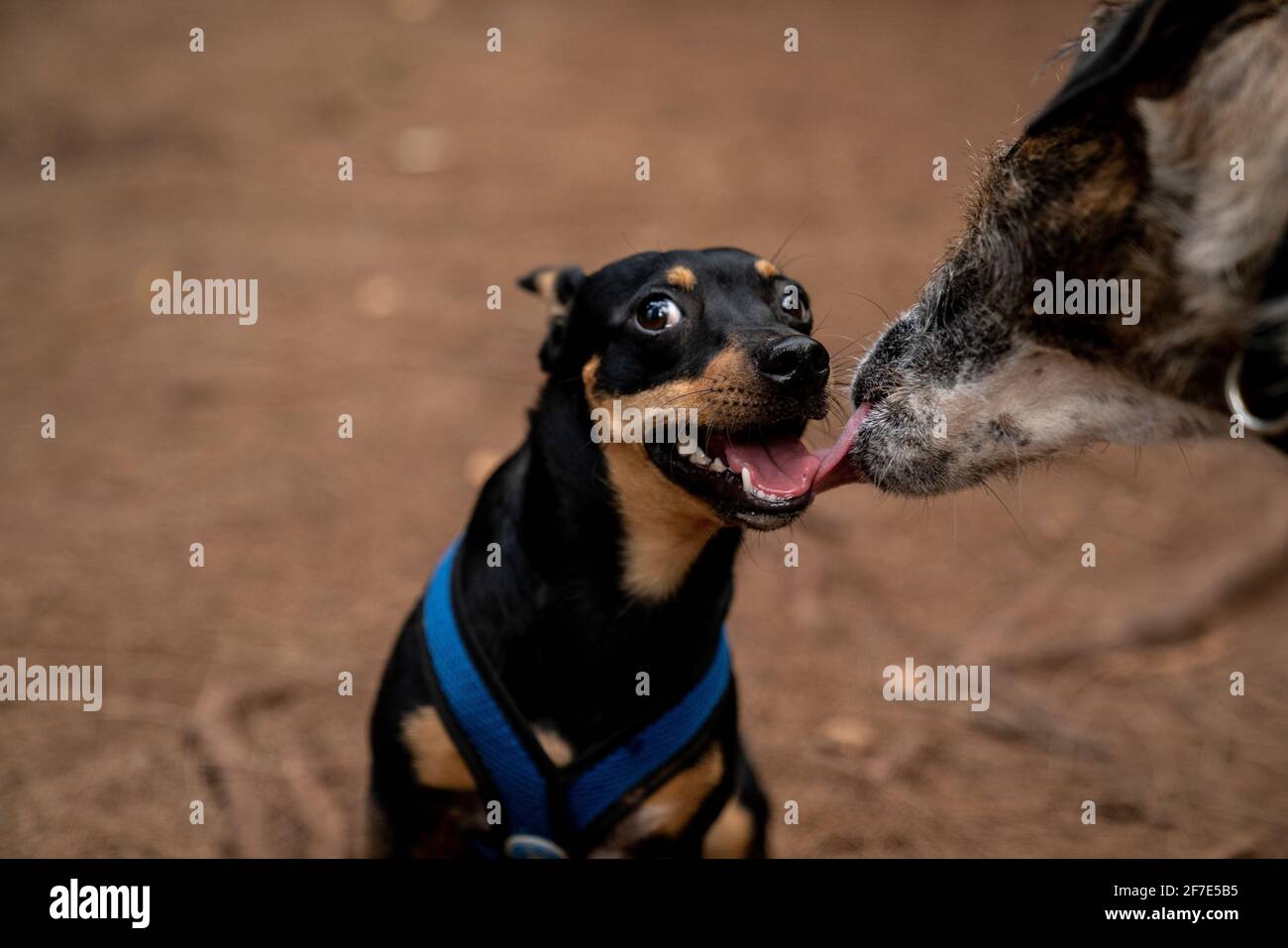 Perro estrafalario comunicándose con su camarada canina en un cálido tarde Foto de stock