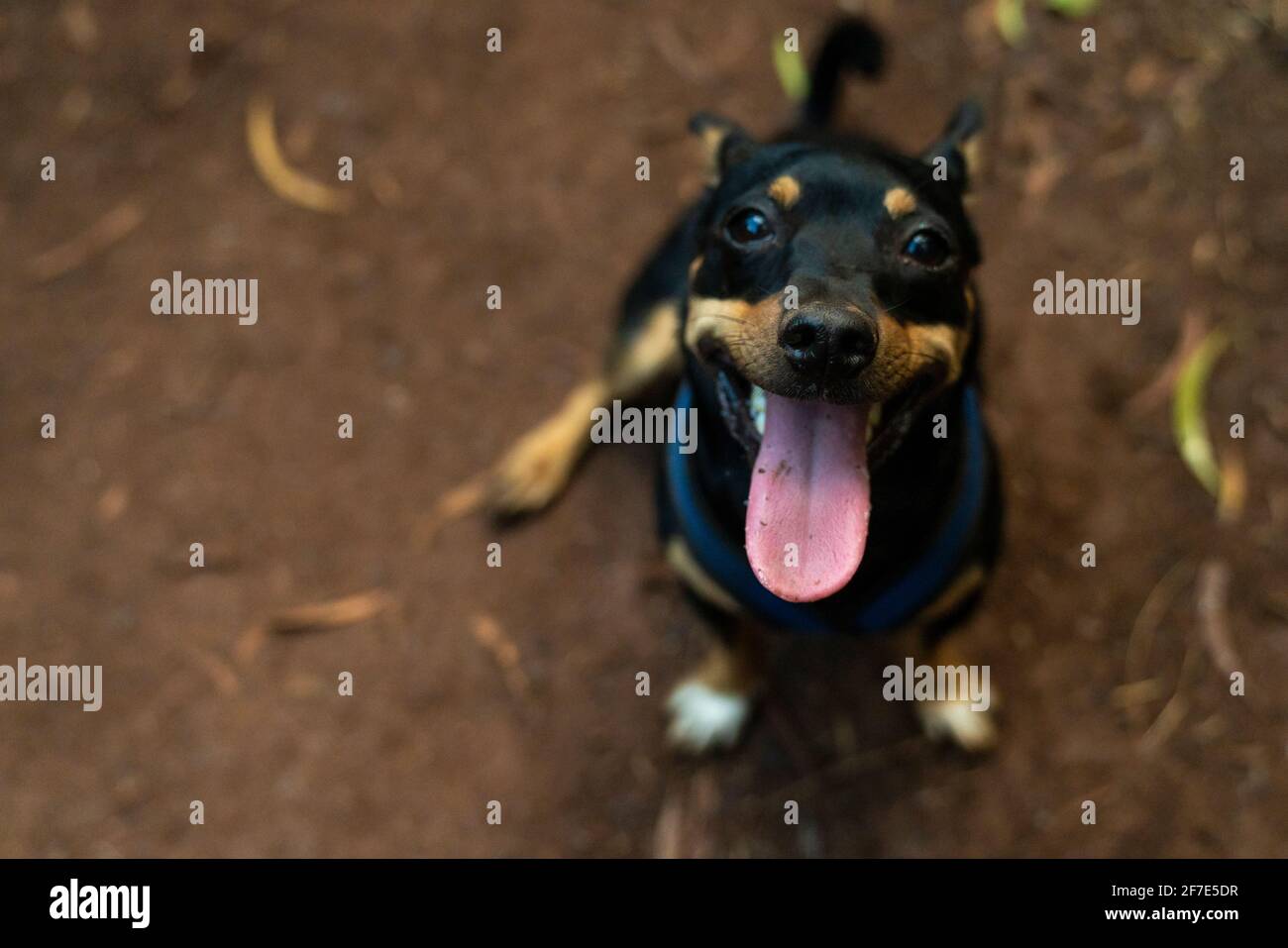 Alegre perro posando felizmente para una foto durante una caminata En Honolulu Foto de stock