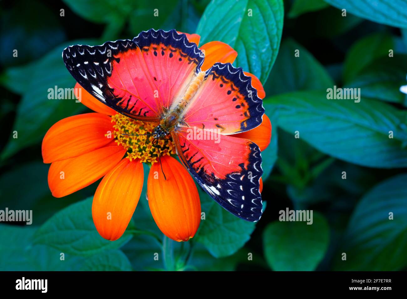 Un leopardo de aleta, Cetosia cyane, que nectare una flor de naranja Foto de stock