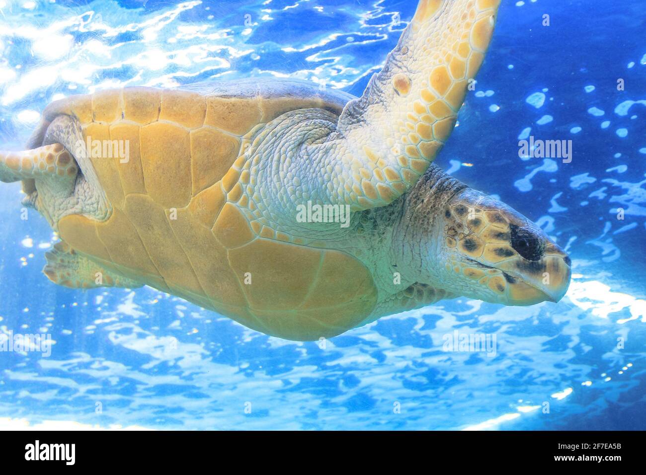 Cerca de una tortuga verde en el mar azul. Chelonia mydas especies que viven en mares tropicales y subtropicales alrededor del mundo. Familia Cheloniidae Foto de stock