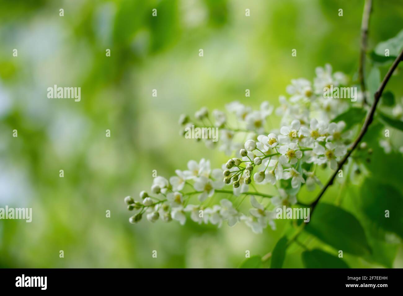 Rama de flores de guindas en flores blancas en un día soleado de primavera Fotografía de stock - Alamy Rama de flores de guindas en flores blancas en un día soleado de primavera Fotografía de stock - Alamy