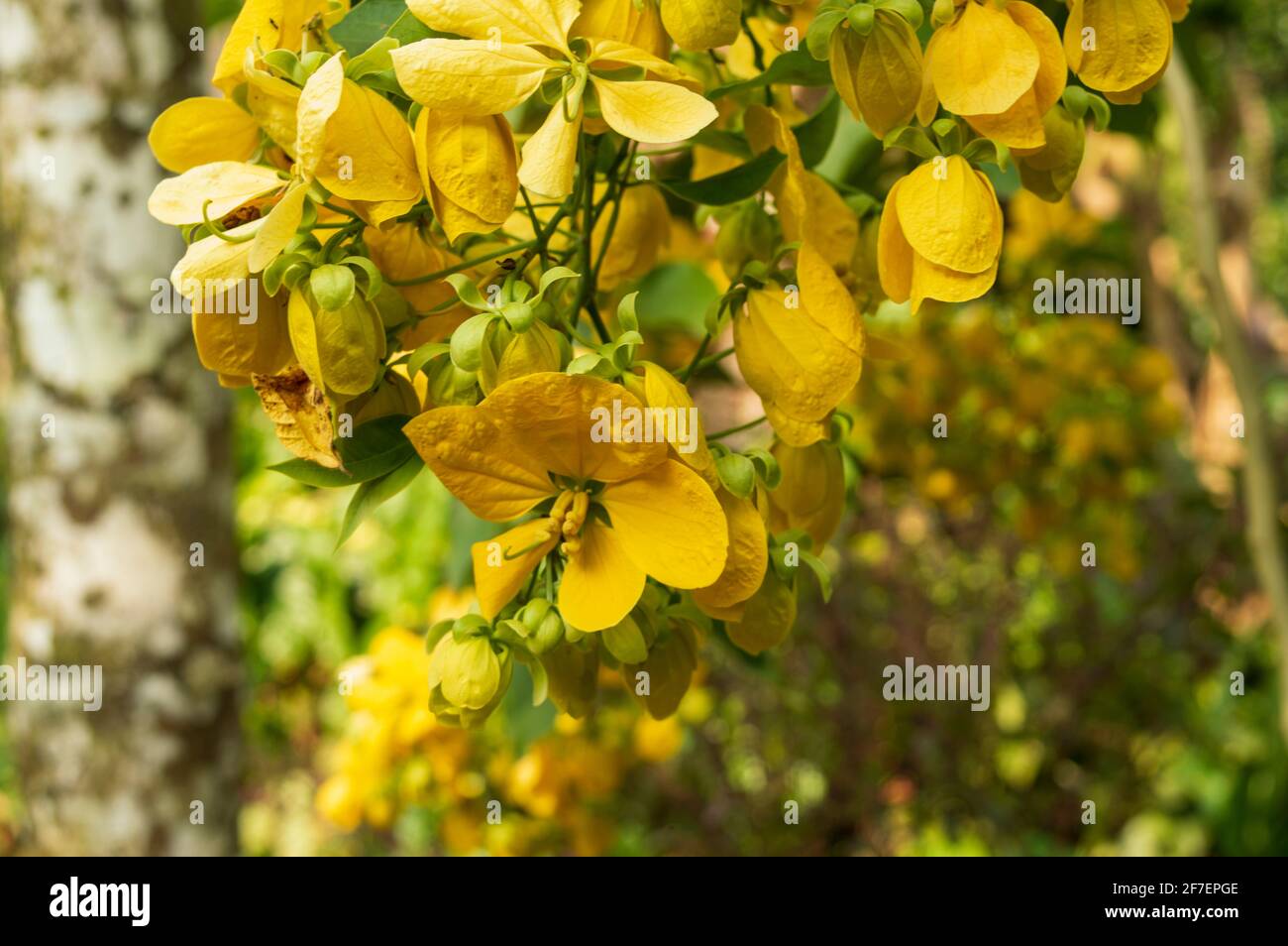 comúnmente conocido como ducha dorada y es una planta de floración